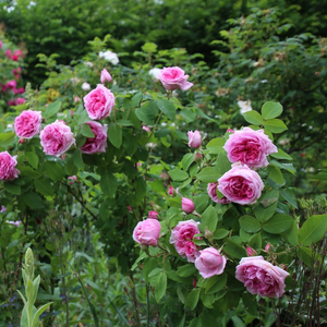 Светло розов с тъмен център - Стари рози-Рози Портланд